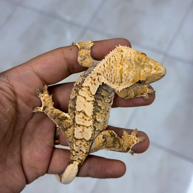 Normal 100% Het Axanthic