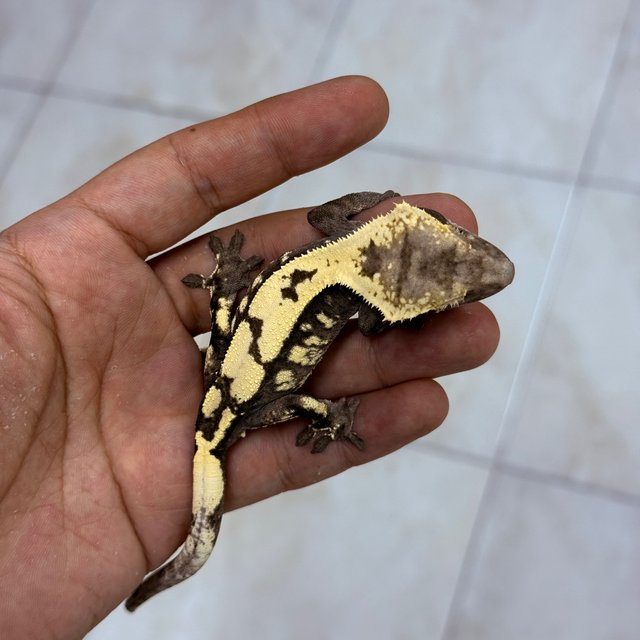 Sable Axanthic