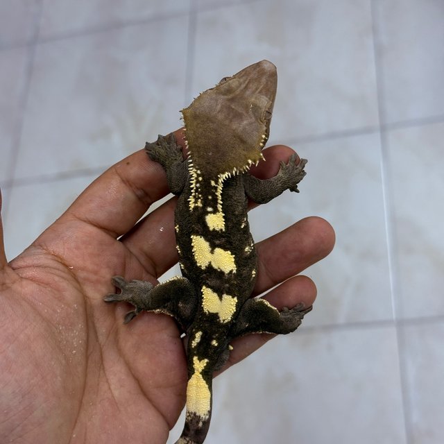 Sable Axanthic