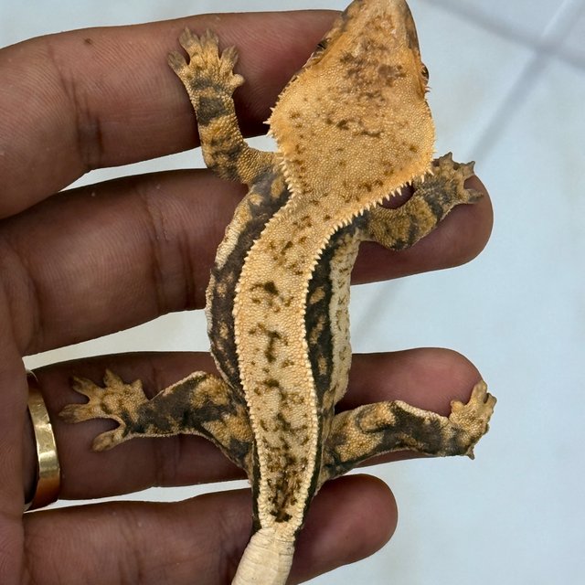 Normal 100% Het Axanthic