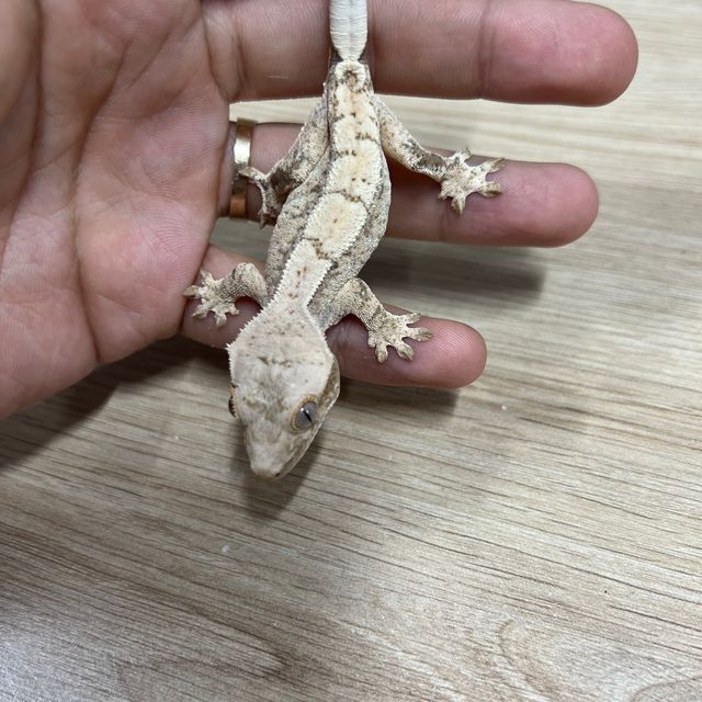 노멀 트라이