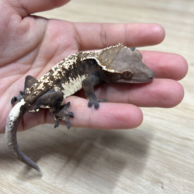 세이블