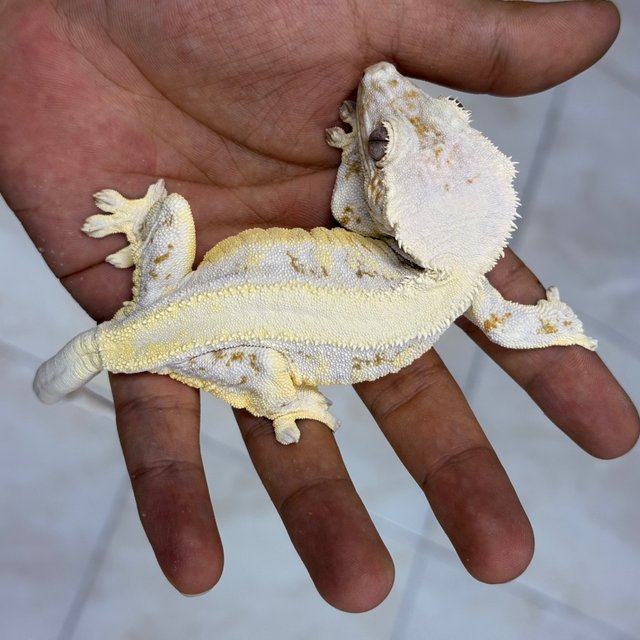 Lilly White