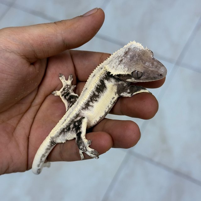 Lilly Axanthic