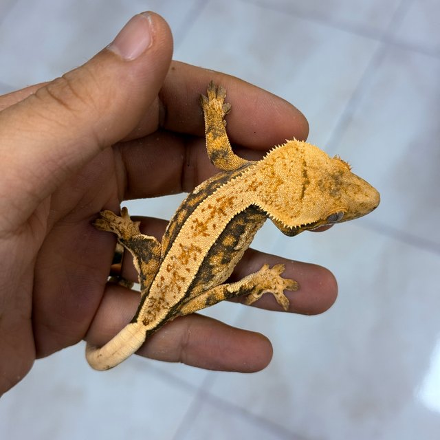 Normal 100% Het Axanthic