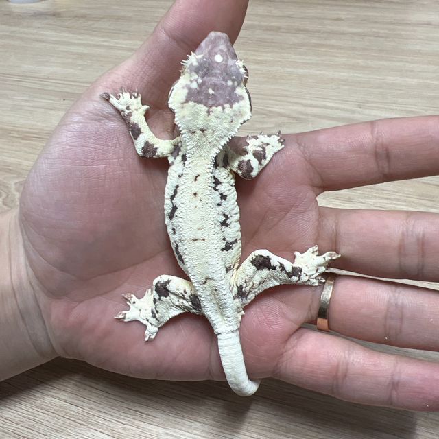 프라푸치노 카푸치노 릴리화이트