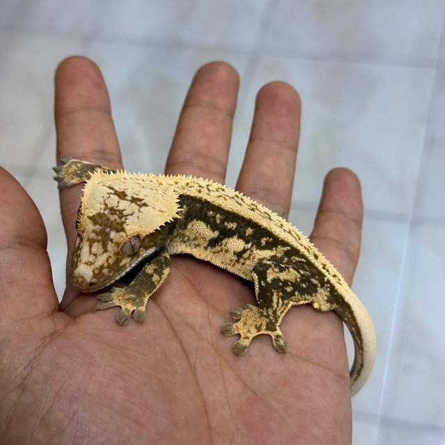 Normal 100% Het Axanthic