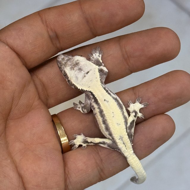 아잔틱 릴리 세이블