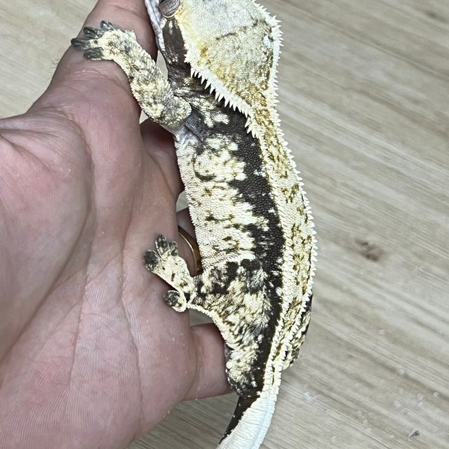 노멀