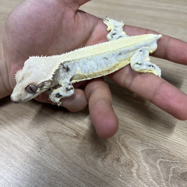 릴리화이트