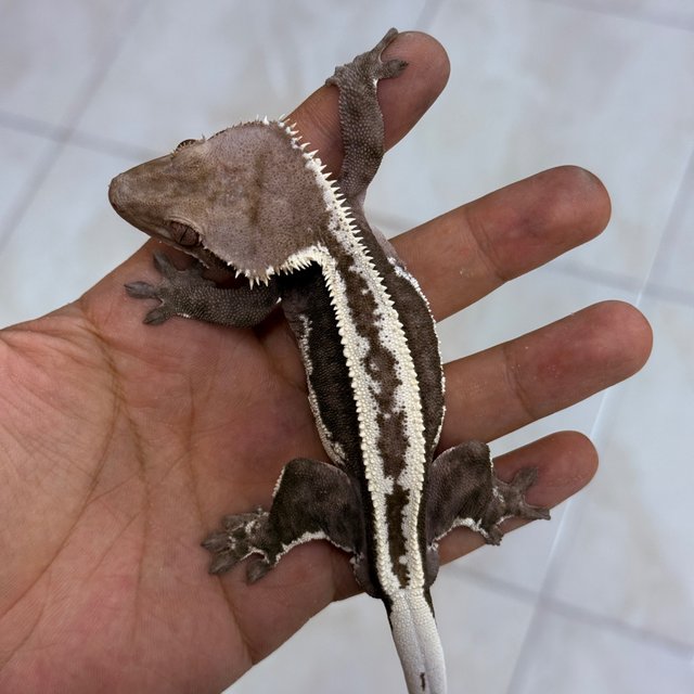 Axanthic