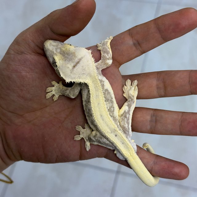Lilly Axanthic