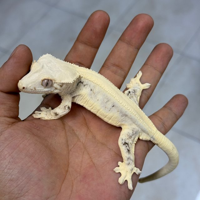 Lilly White