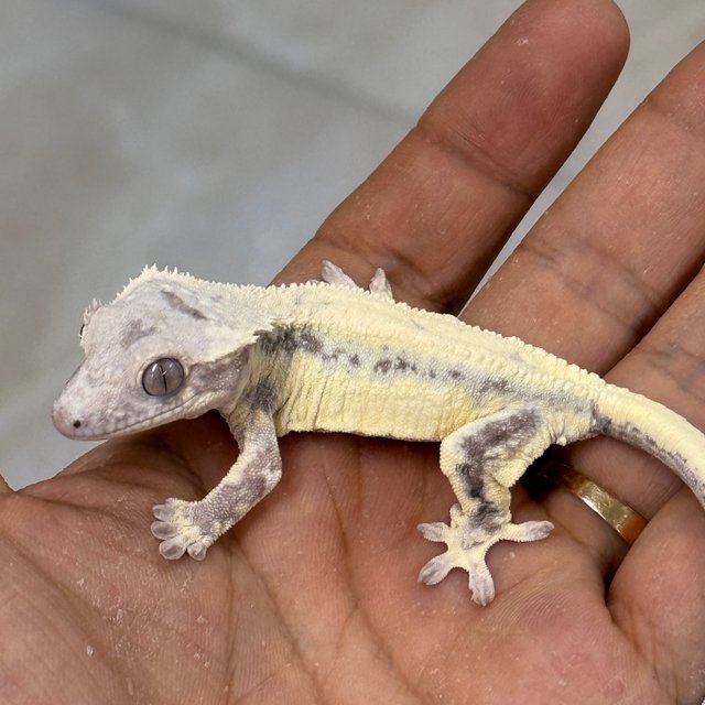 LW Sable 100% Het Axanthic