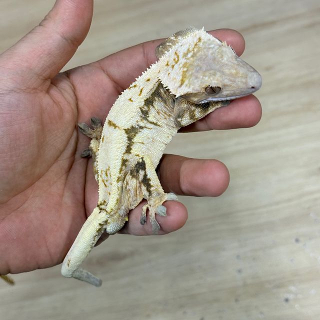세이블