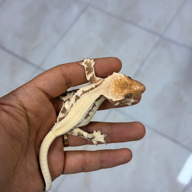 100% Het Axanthic LW Sable