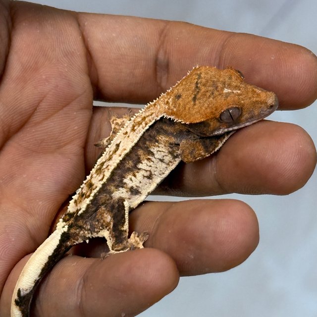 Cappuccino 100% Het Axanthic