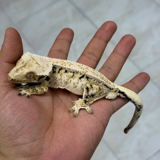 노멀 쿼드 드리피