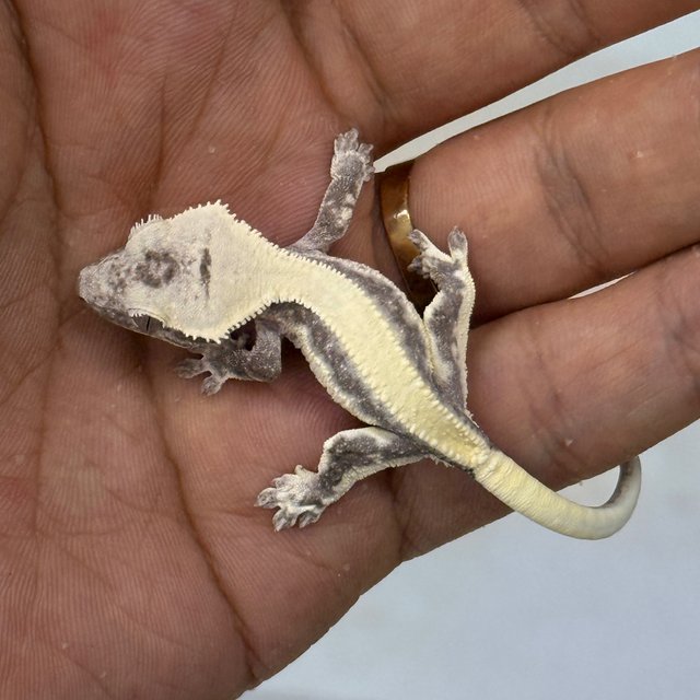 LW Sable Axanthic