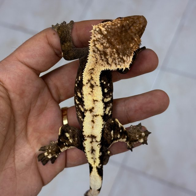 Sable 100% Het Axanthic