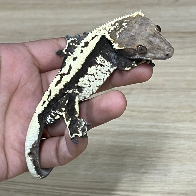 카푸치노