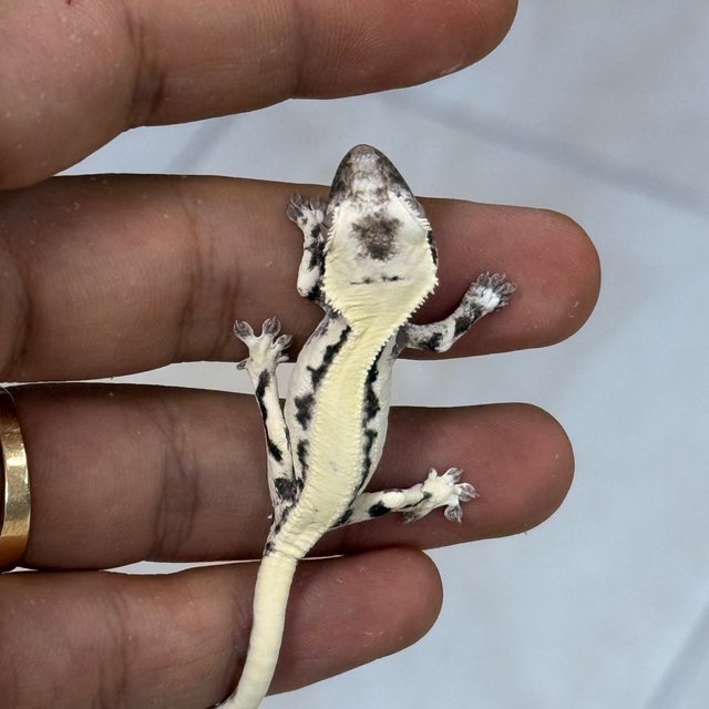 LW Sable Axanthic