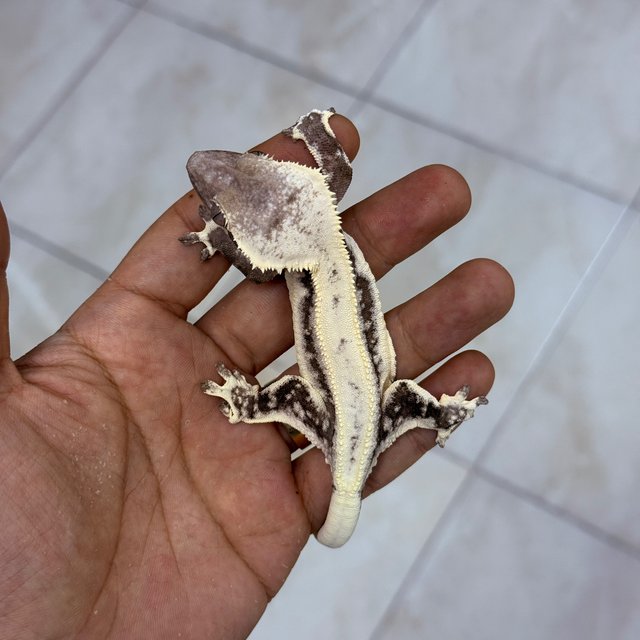 Lilly Axanthic