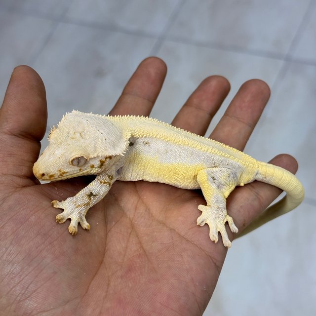 Lilly White