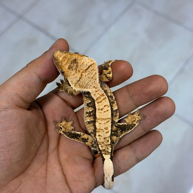 Normal 100% Het Axanthic