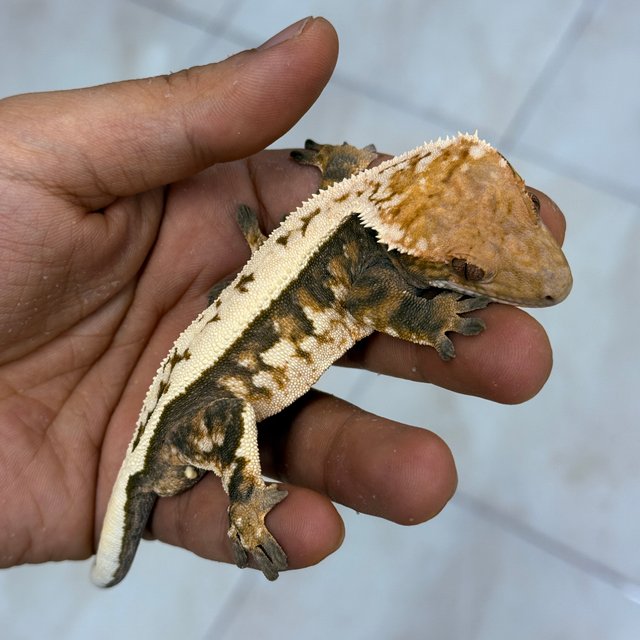 100% Het Axanthic Sable