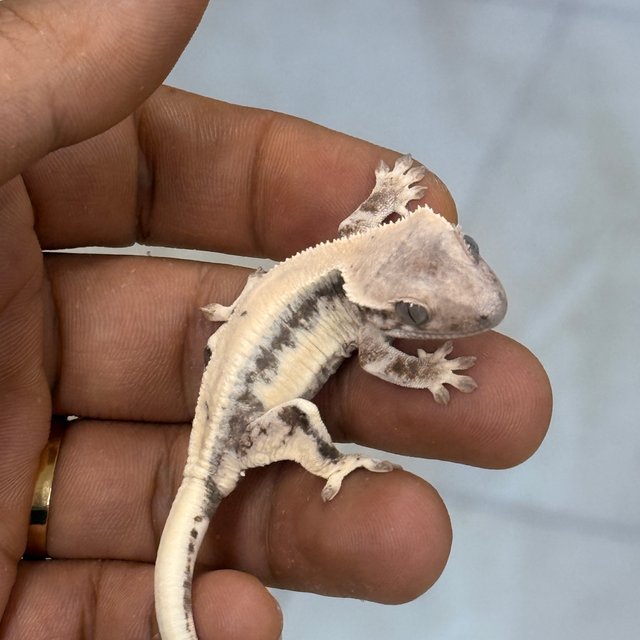 릴리 세이블 100%헷아잔틱