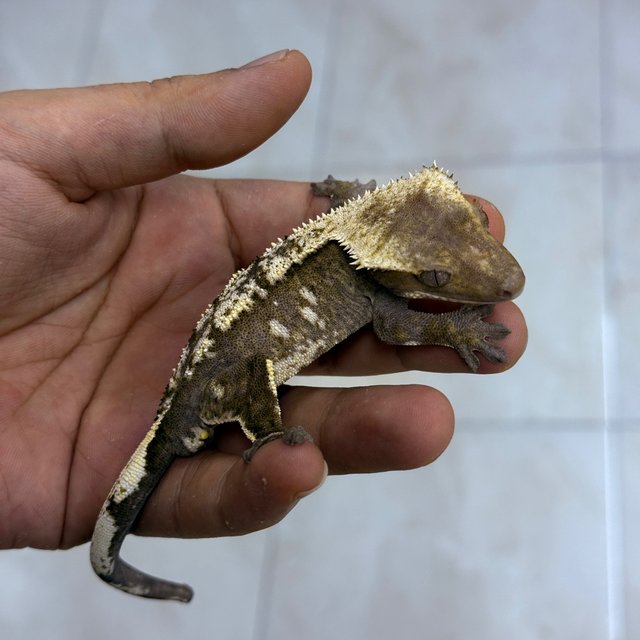 Axanthic