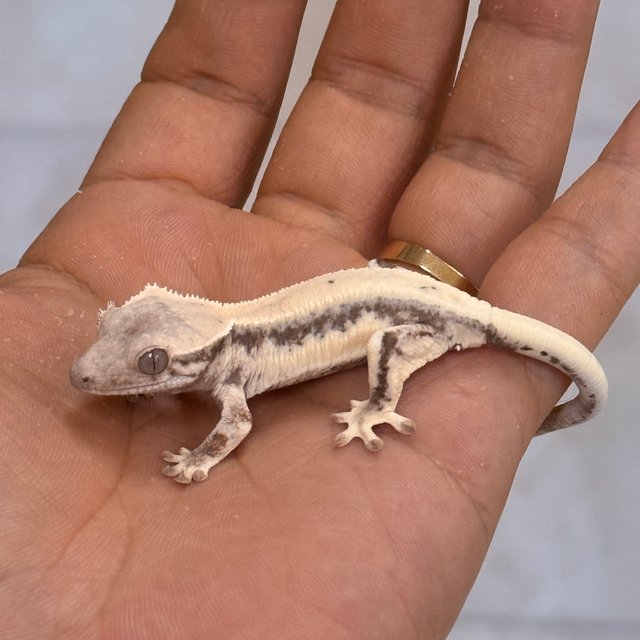 릴리 세이블 100%헷아잔틱