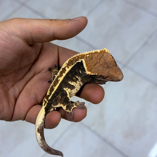 Cappuccino 100% Het Axanthic