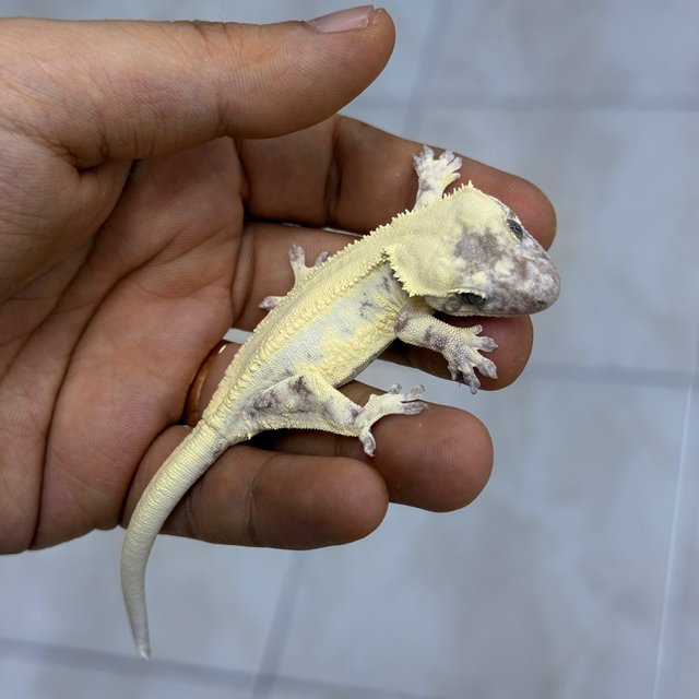 LW Sable Axanthic