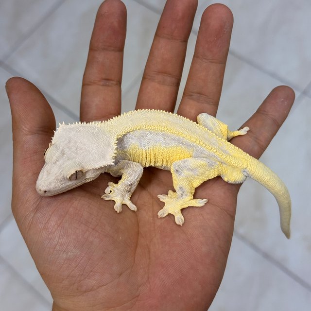 Lilly White