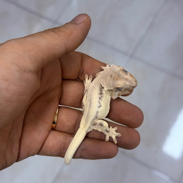 릴리 세이블 100%헷아잔틱