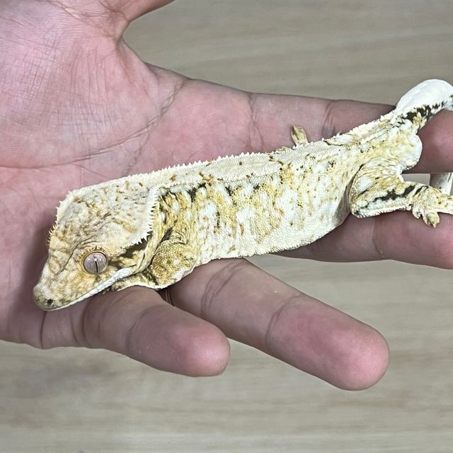 SPT 노멀