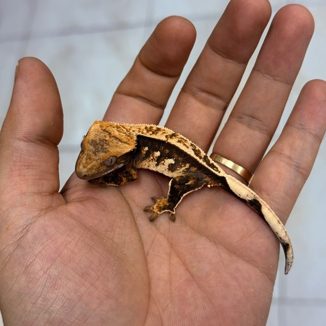 100% Het Axanthic 100% Het Chocho Normal