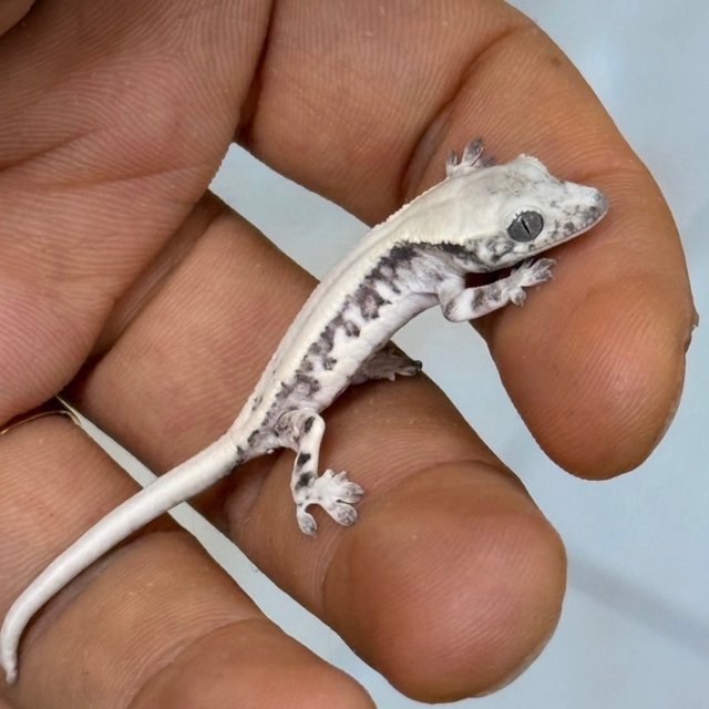 LW Sable Axanthic
