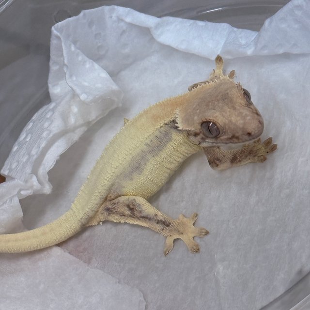 LW Sable 100% Het Axanthic