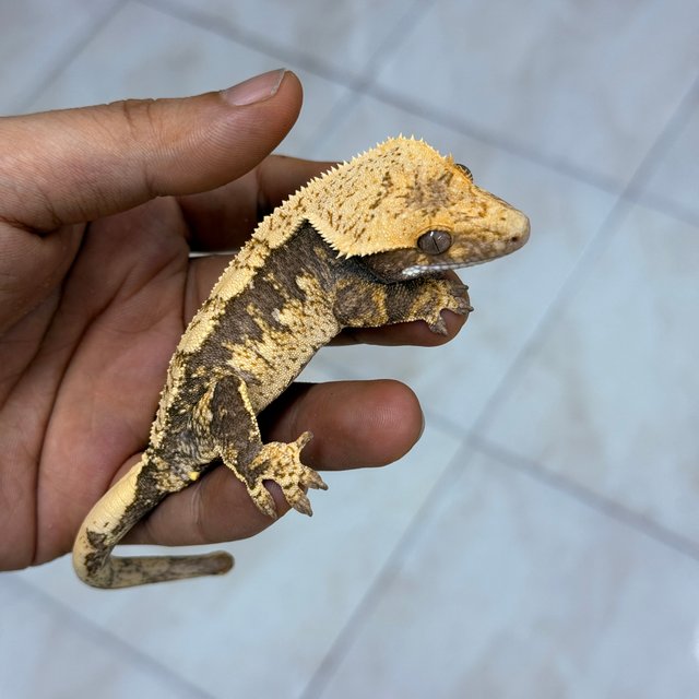Normal 100% Het Axanthic