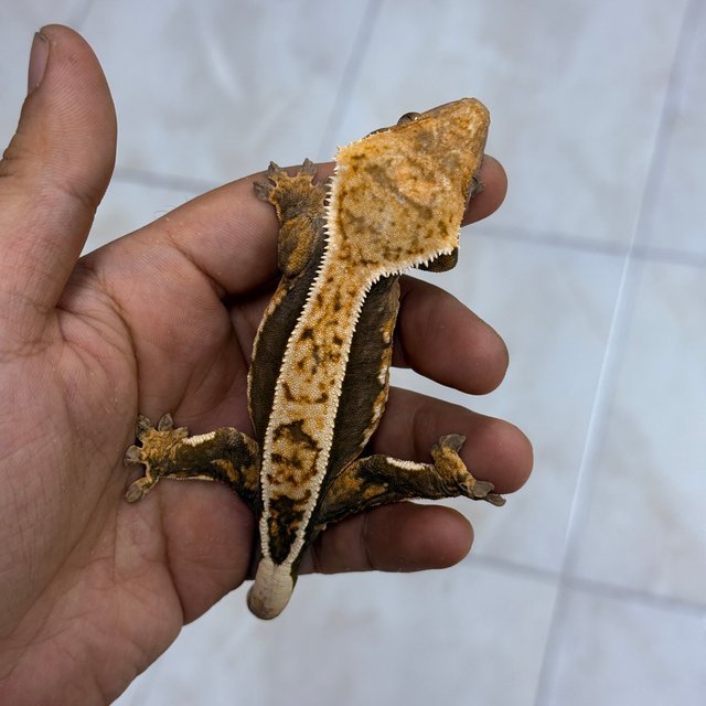 Normal 100% Het Axanthic