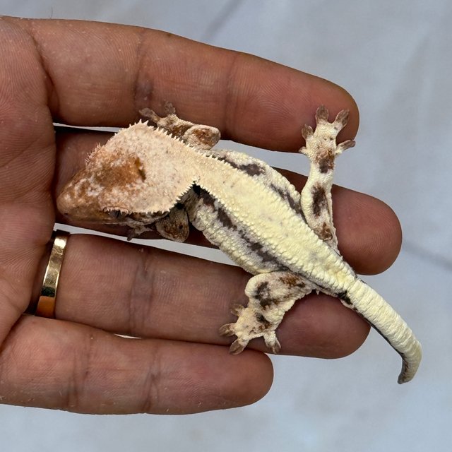 LW Sable 100% Het Axanthic