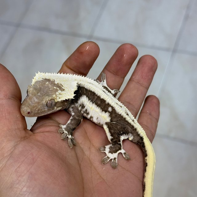 Lilly Axanthic