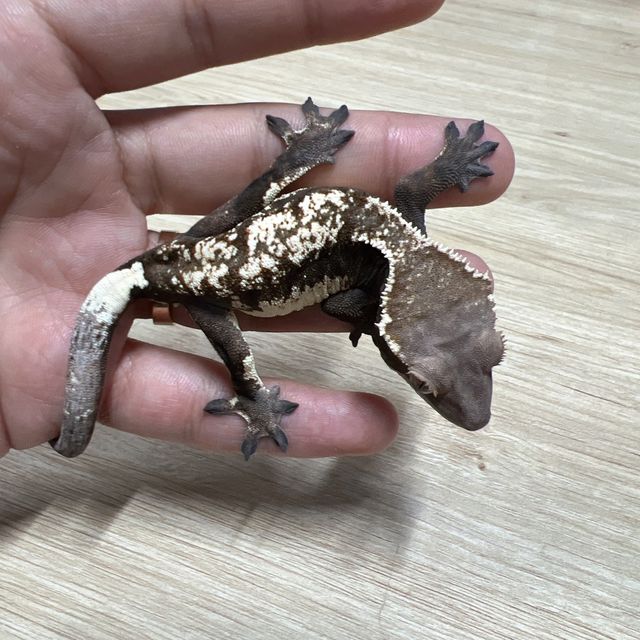 세이블