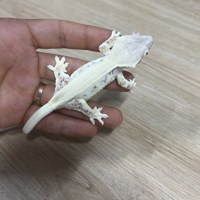 릴리화이트