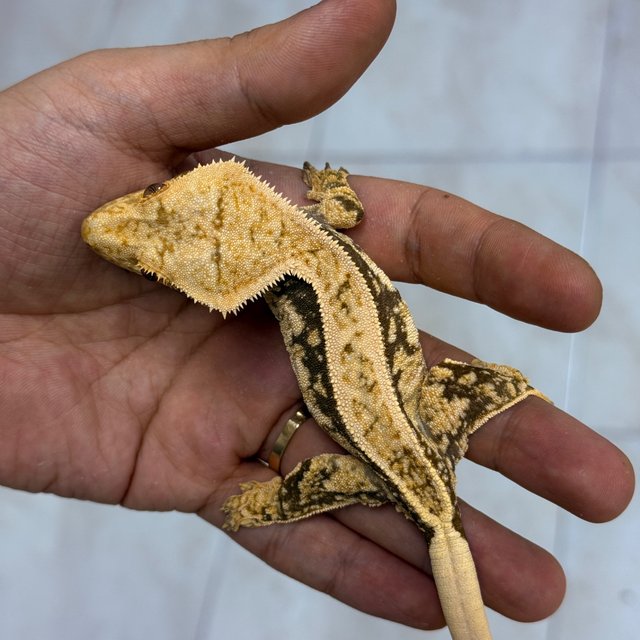Normal 100% Het Axanthic