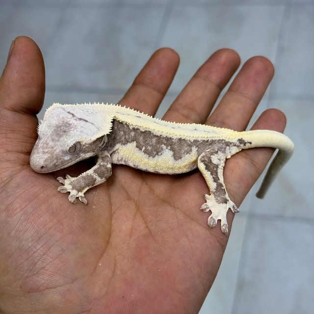 Lilly Axanthic