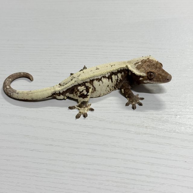세이블